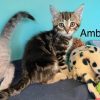 Ambre