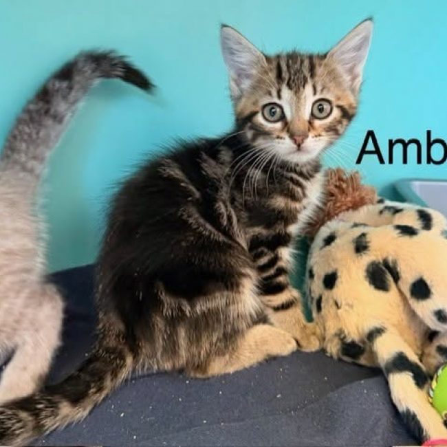 Ambre - Chat Européen à adopter