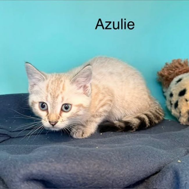 Azulie - Chat Européen à adopter