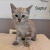 Saptur