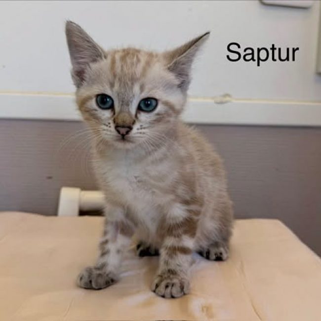 Saptur - Chat Européen à adopter