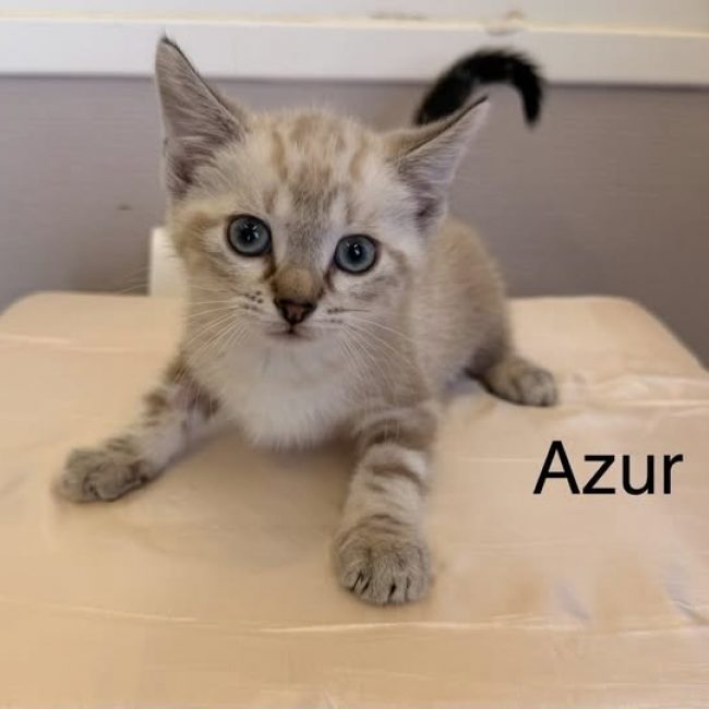 Azur - Chat Européen à adopter