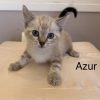 Azur
