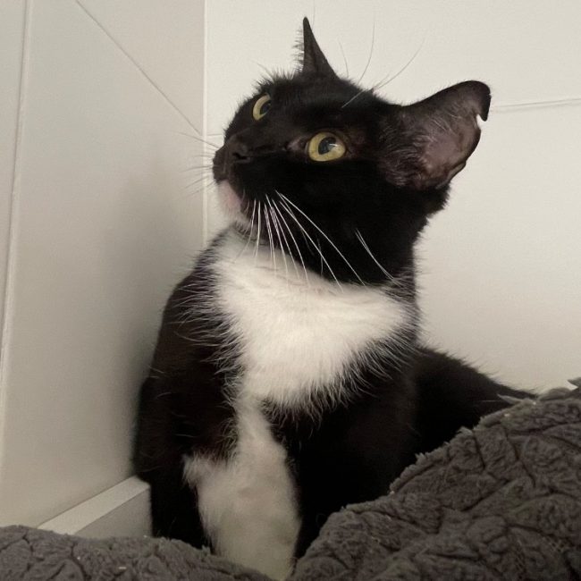 Asya - Chat Européen à adopter