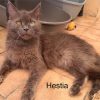 Hestia