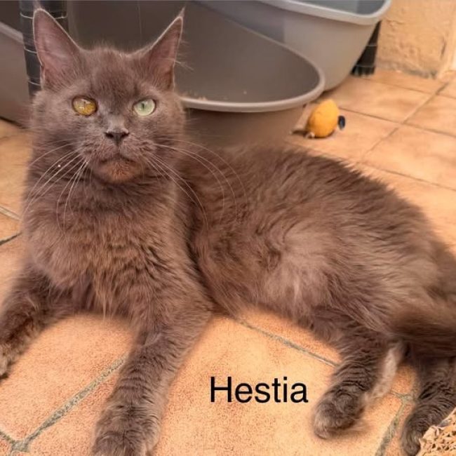 Hestia - Chat Européen à adopter