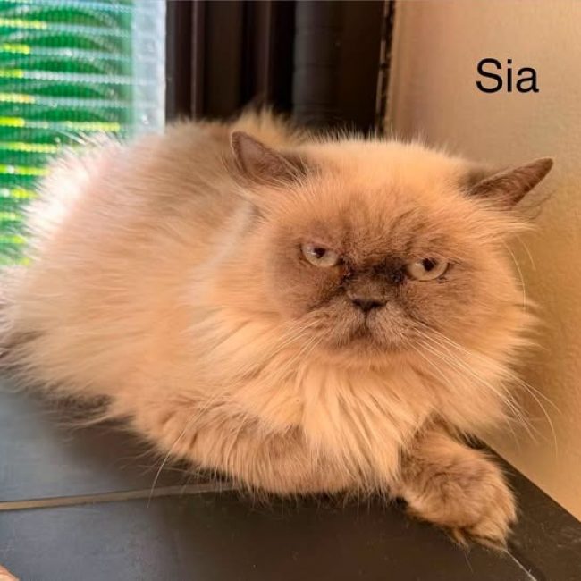 Sia - Chat Persan à adopter