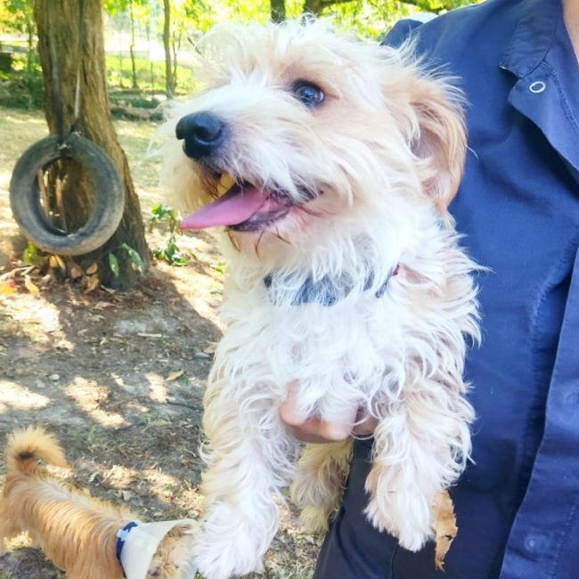 Fripon - Chien à adopter