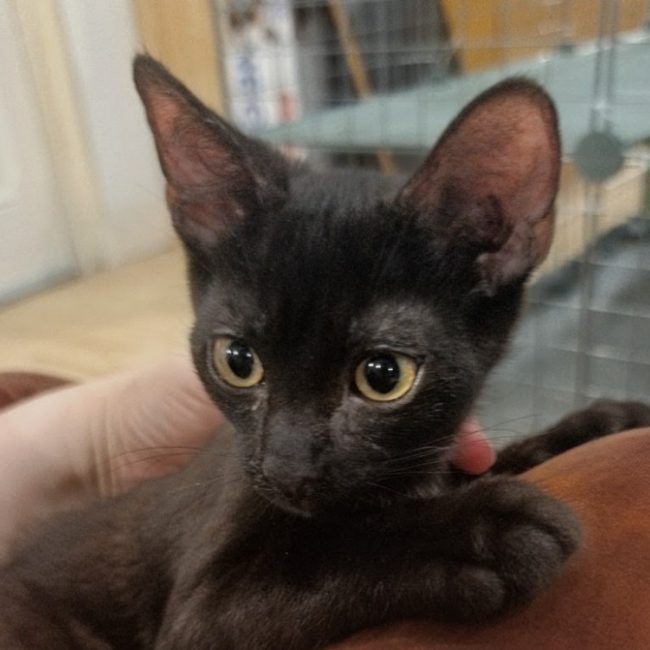 Spider - Chat Européen à adopter