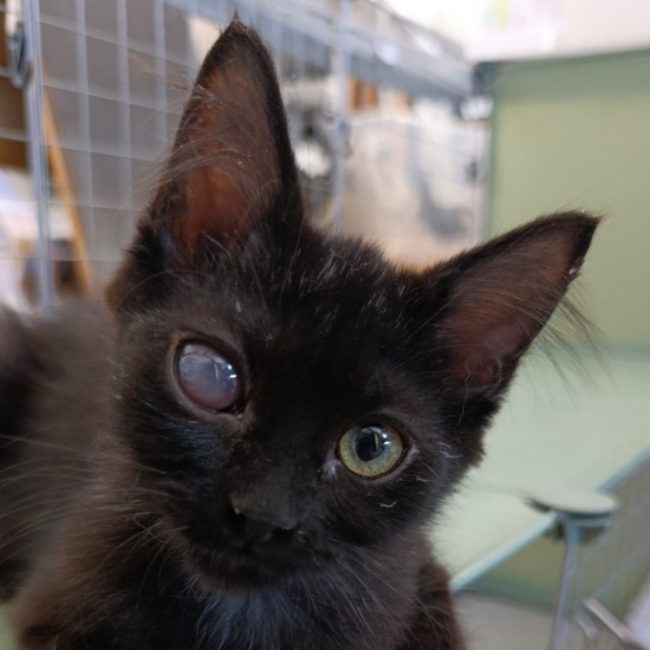 Tyché - Chat Européen à adopter
