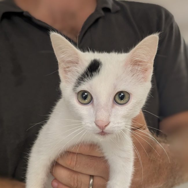 Blanca - Chat Européen à adopter