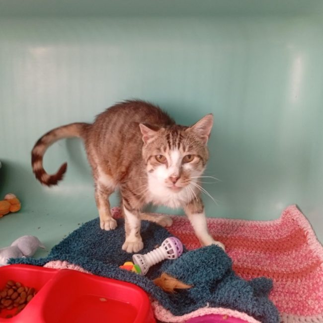 Frisson - Chat Européen à adopter