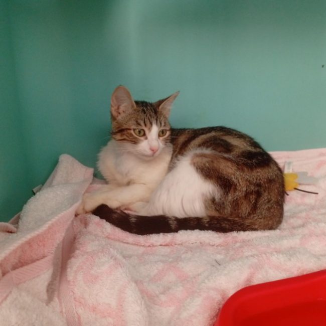 Kalt - Chat Européen à adopter