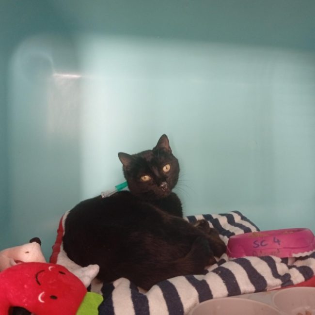 Plume - Chat Européen à adopter