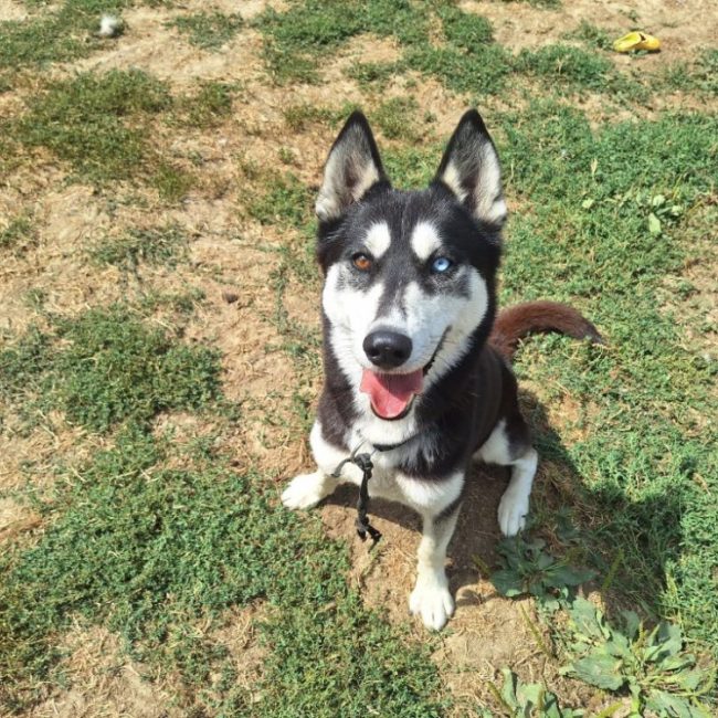 Stella - Chien Husky Sibérien à adopter