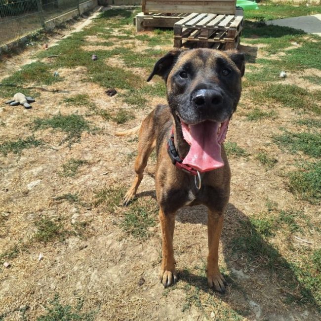 Natsu - Chien Berger Belge Malinois à adopter
