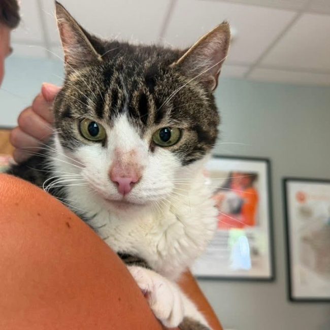 Hutch en sos - Chat Européen à adopter