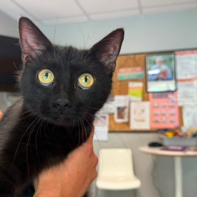 Luna - Chat Européen à adopter