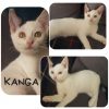 Kanga