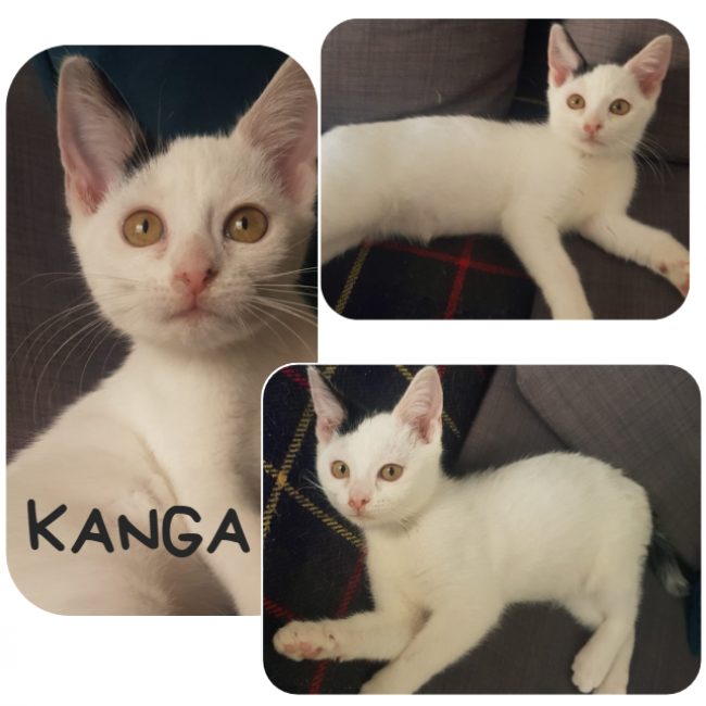 Kanga - Chat Européen à adopter