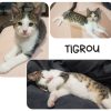 Tygrou