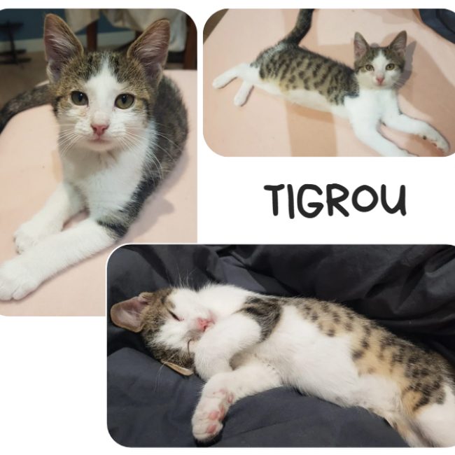 Tygrou - Chat Européen à adopter