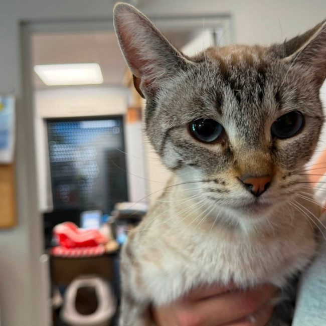 Tia - Chat à adopter