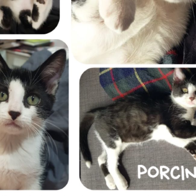 Porcinet - Chat Européen à adopter