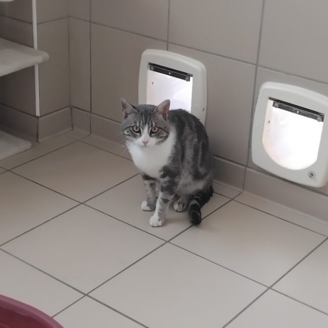Twixy - Chat Européen à adopter