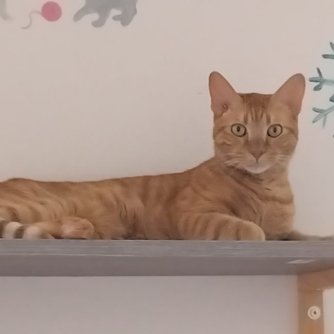 Zippo - Chat Européen à adopter
