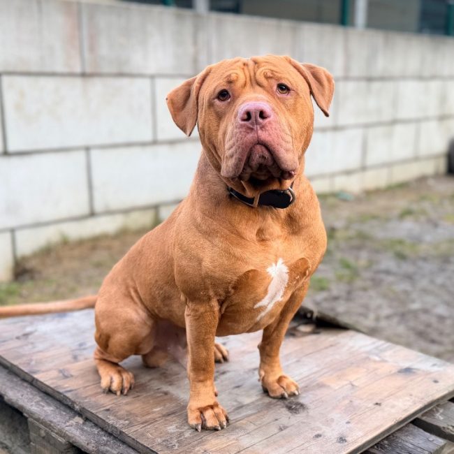 Thor - Chien Bouledogue Américain à adopter