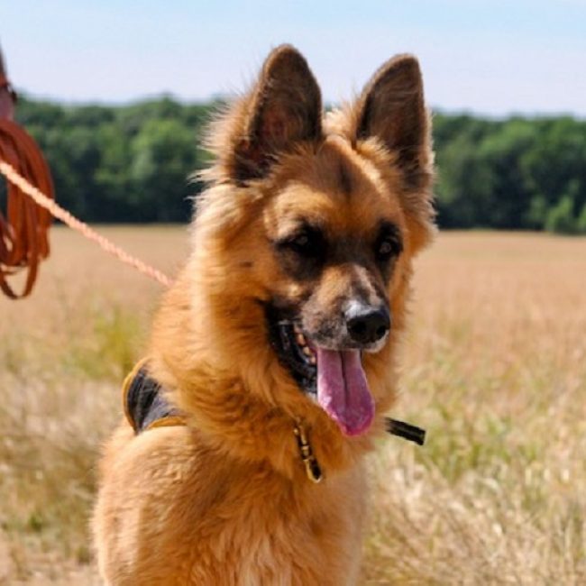 Shiro - Chien à adopter