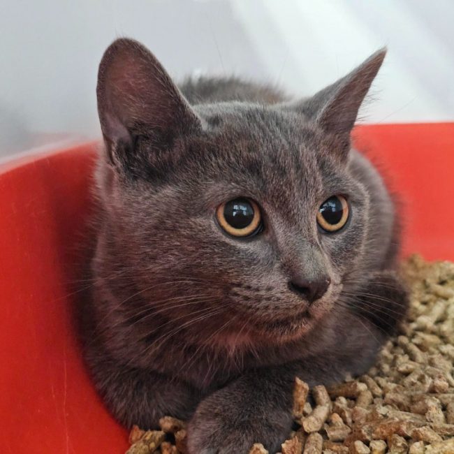 Blue - Chat Européen à adopter