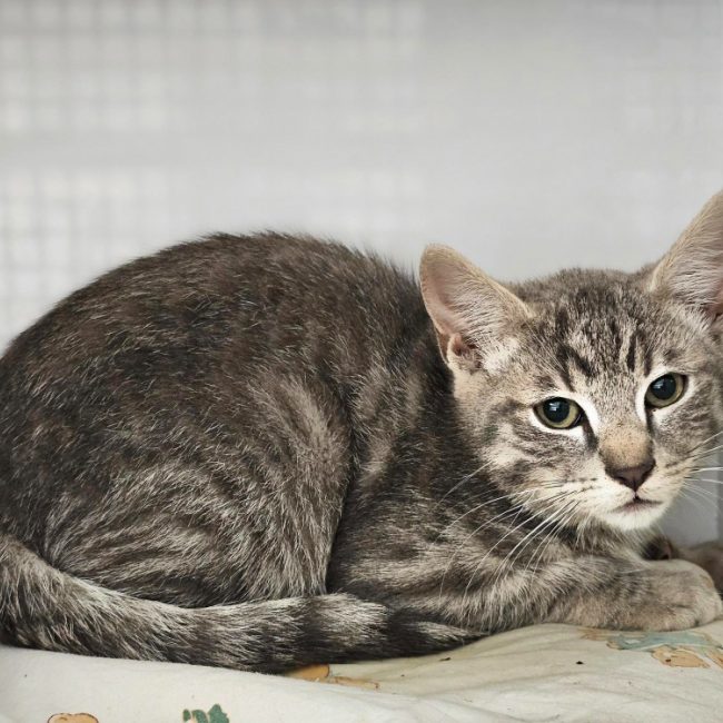 Kiwi - Chat Européen à adopter
