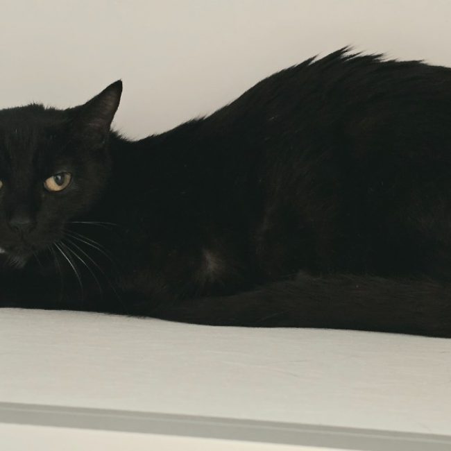 Ebène - Chat Européen à adopter