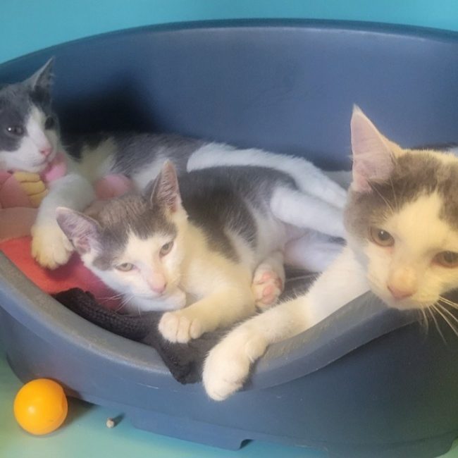 Mika - Chat Européen à adopter
