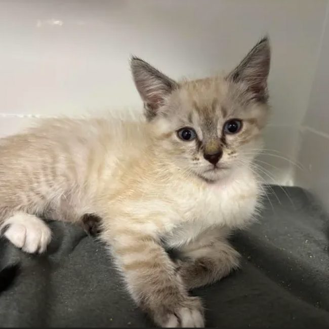 Bianca - Chat Européen à adopter