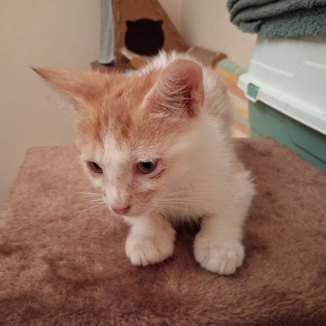 MUFASA - Chat à adopter