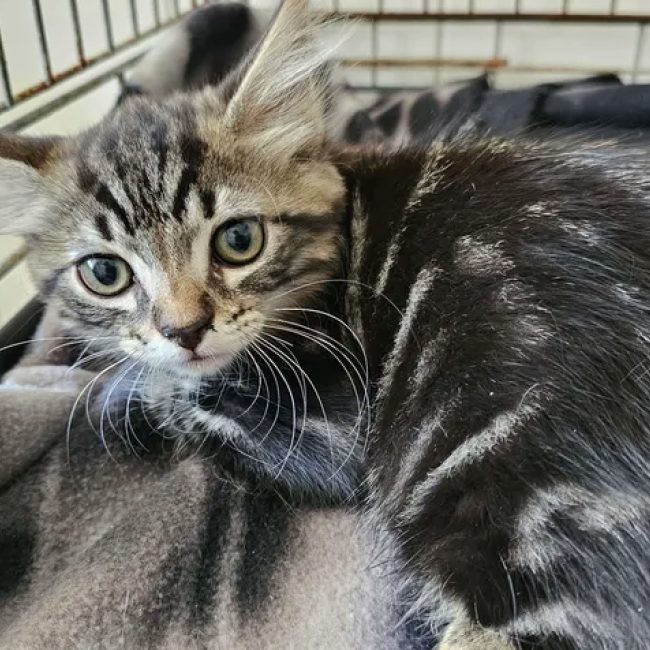Crousty - Chat Européen à adopter