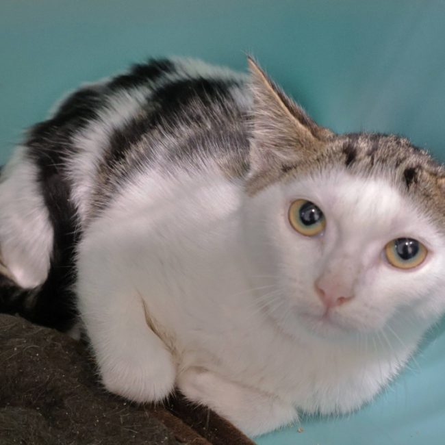 Piano - Chat Européen à adopter