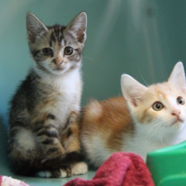 Mac - Chat Européen à adopter