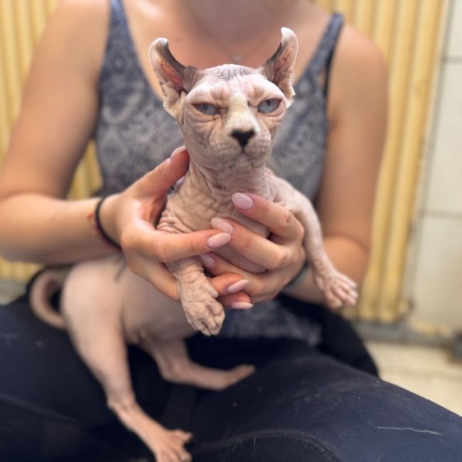 Victoria - Chat Sphynx à adopter