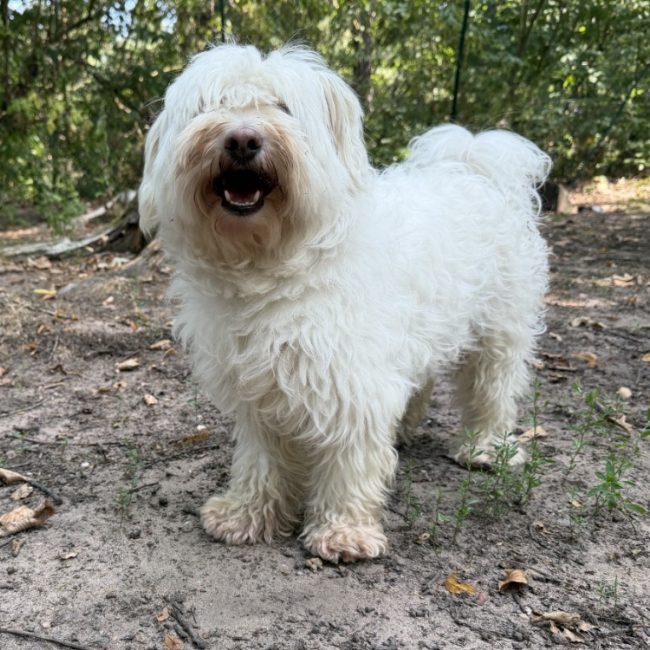 Apolo - Chien Bichon à poil frisé à adopter