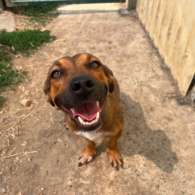 Heyda - Chien Berger à adopter