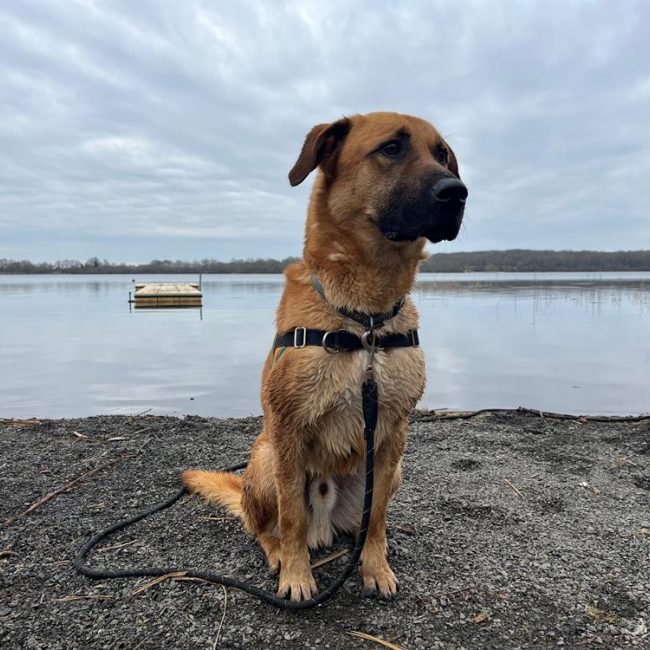 Max - Chien Berger à adopter