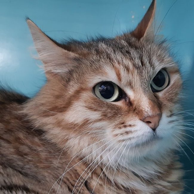 Spring - Chat Européen à adopter