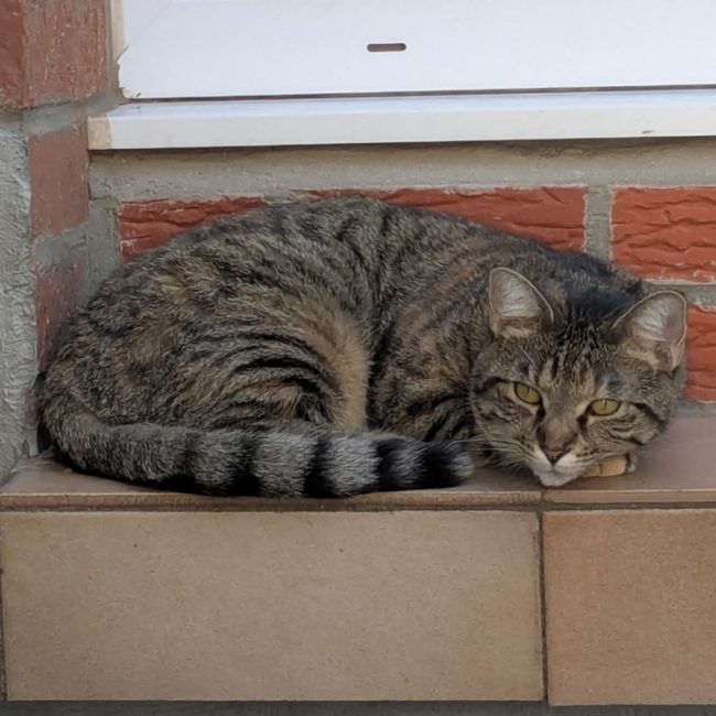 Lou - Chat Européen à adopter