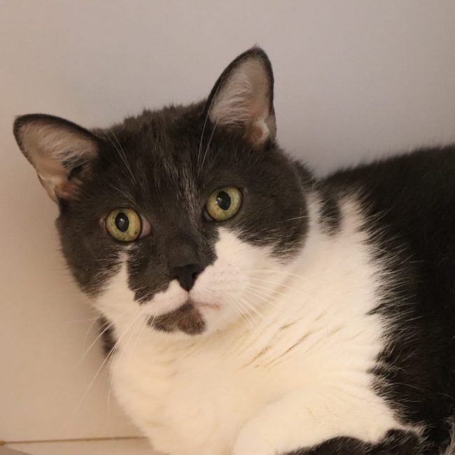 Minji - Chat Européen à adopter