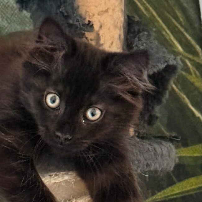 Sid - Chat Européen à adopter