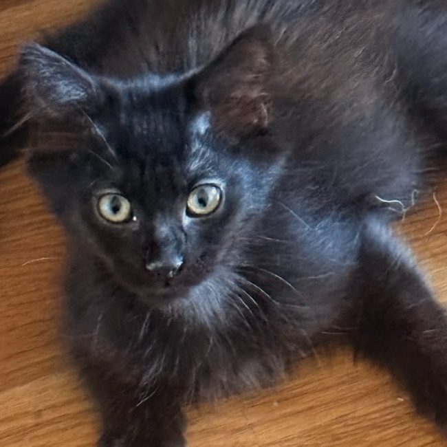Moka - Chat Européen à adopter